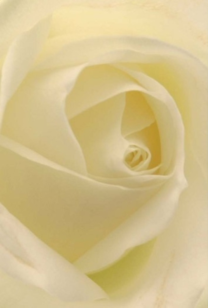 Seen from the close vantage of a New Addington florist's workbench, this classic white rose is a perfect harmony of softness and poise. Each petal glides into the next, weaving a spiral from pale ivory at the outer edges to a creamy heart, touched now and again by a hint of gold as the afternoon sun drifts in. The composition feels serene and sophisticated, a tranquil centrepiece much like the green spaces by Hazelgrove or the thoughtful touches at local weddings. The petals seem to glow, their subtle gradient and softness inviting the eye to lose itself in their depth, while near-transparent tips suggest both vulnerability and strength. This bloom captures the purity and resilience often celebrated in New Addington-its balanced, graceful core hinting at hope for new beginnings and healing for past hurts. The gentle, clean scent one imagines floating from the rose marks it as fitting for any heartfelt moment-whether apologising, honouring, or marking life's milestones. The artistry here, visible in the careful arrangement and quiet beauty, connects the natural grace found in local gardens with every elegant bouquet delivered throughout New Addington.